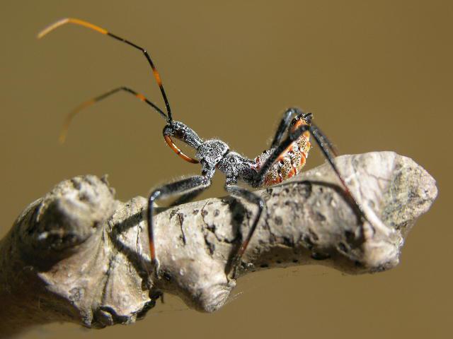 Where To Find The Assassin Bug